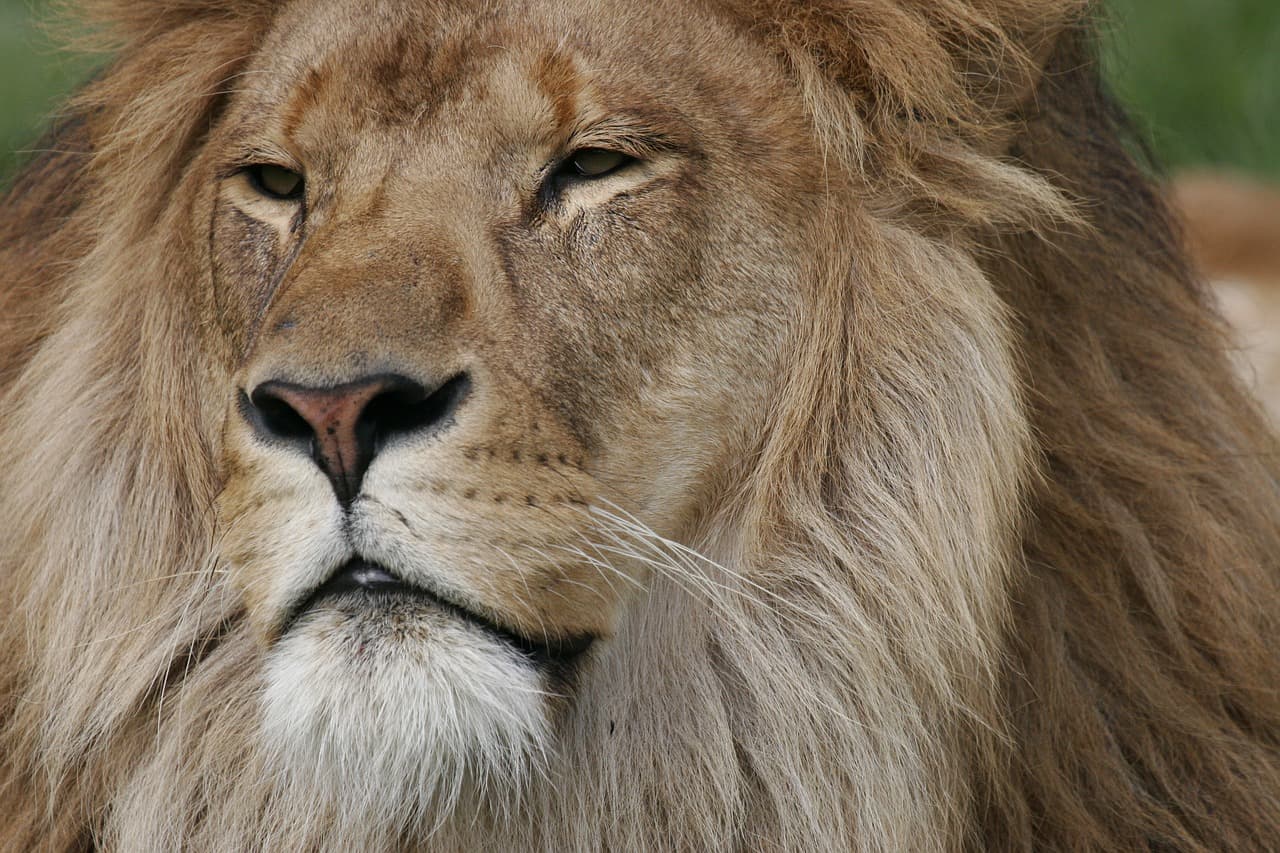 Ein starkes ICH für ein starkes WIR – Soft-Skills im Scrum-Team